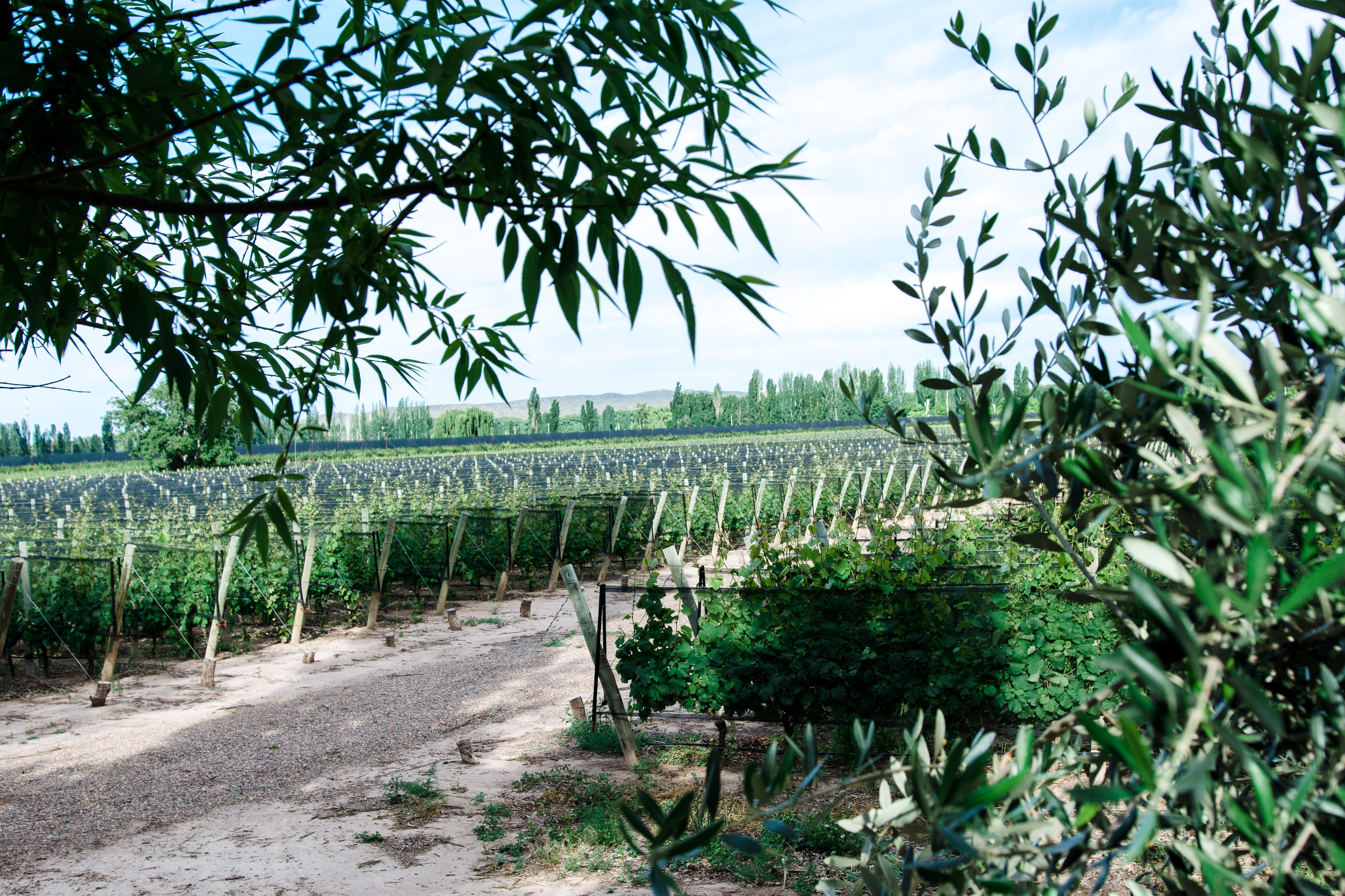 Argentina 2016 (33 of 58)