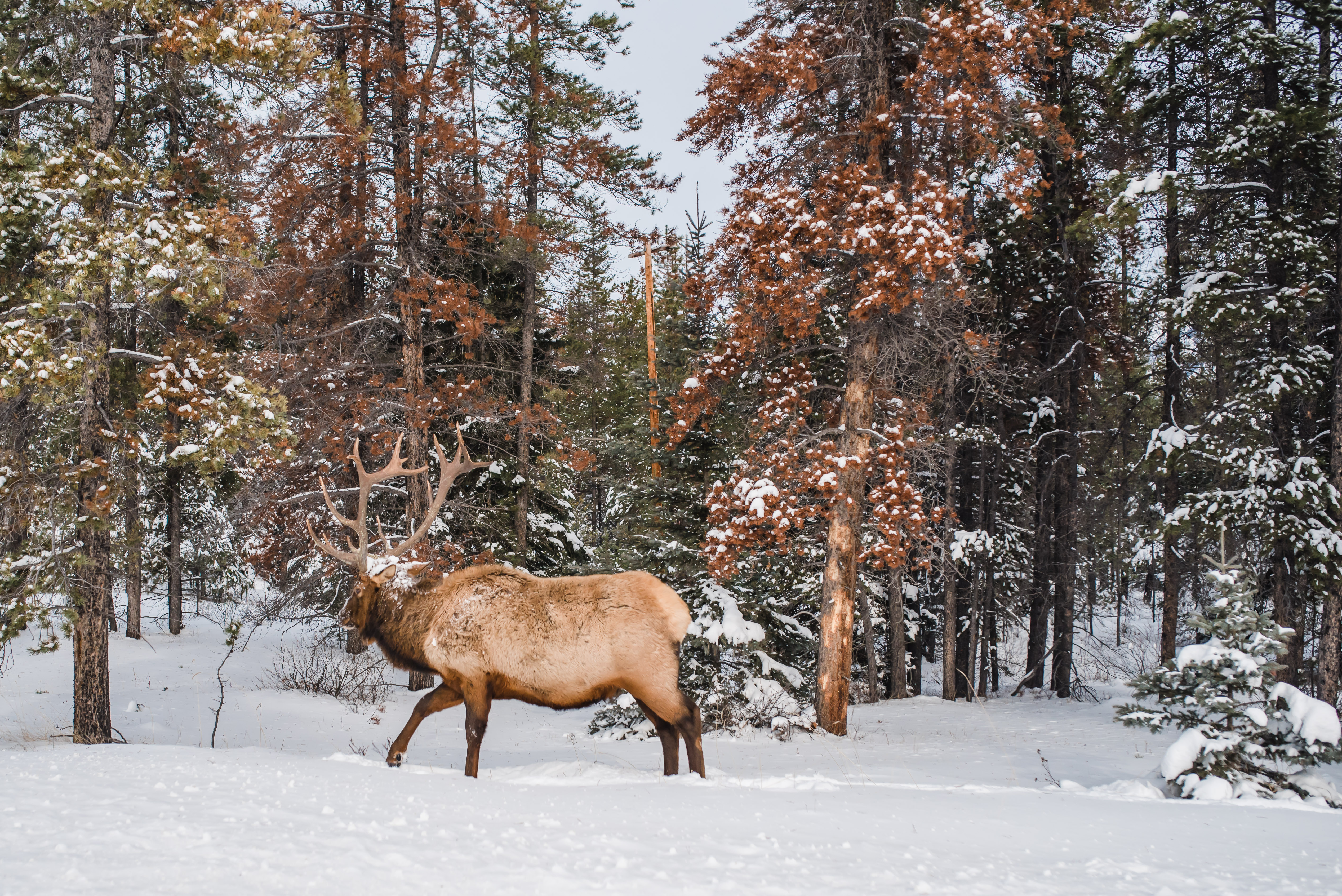 Jasper February 2018 (126 of 132)