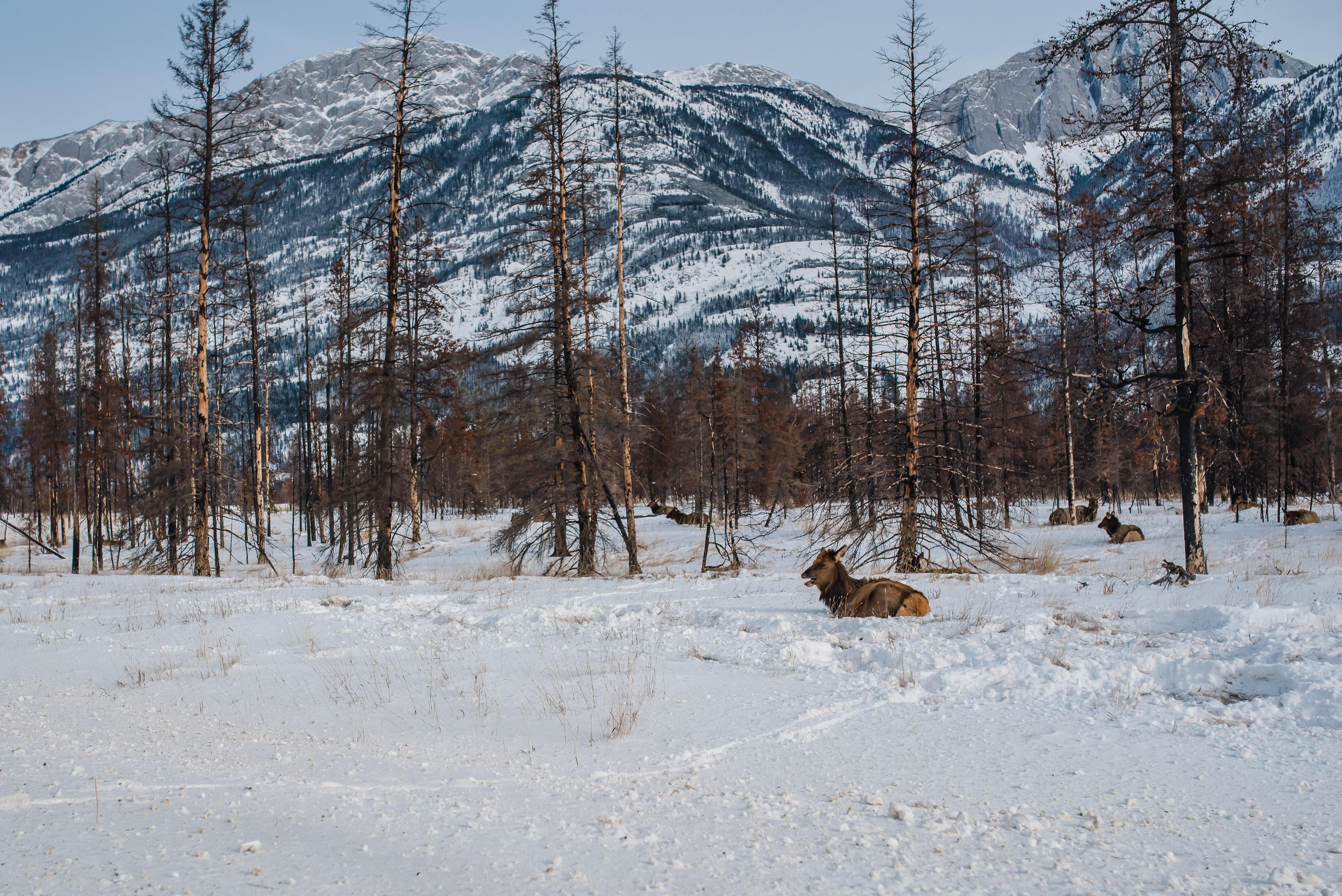 Jasper February 2018 (130 of 132)